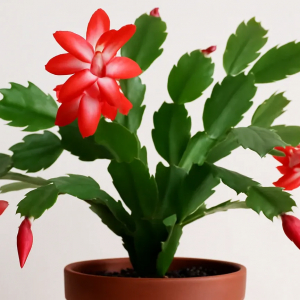 Добавьте 10 г в воду — и декабрист будет цвести 3 месяца подряд: лучшая подкормка